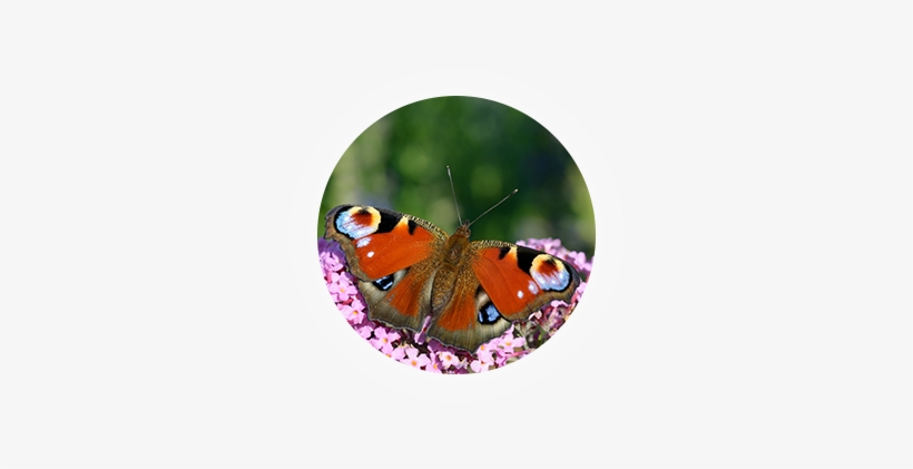 Regular Buddleja Bushes Can Grow Quote Large So This - Aglais Io, transparent png download