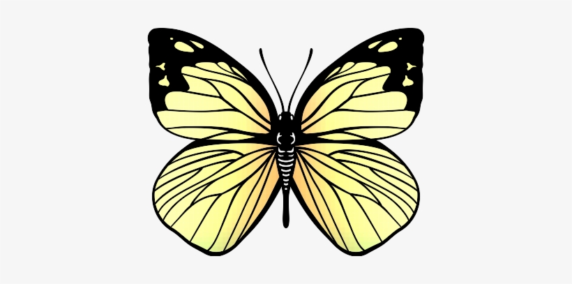 Garden For Barbara Bush - Butterfly Gardening, transparent png download