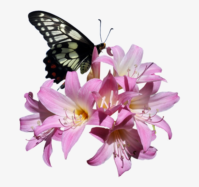 Butterfly, Belladonna, Lily, Flower, Insect - Transparent Real Butterfly On Flower Png, transparent png download