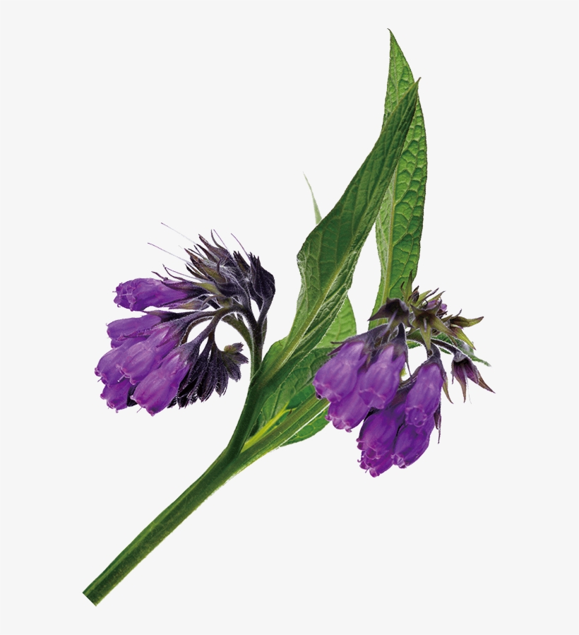 Originating In Old World Europe, Comfrey Has Been Cultivated - Balloon Flower, transparent png download