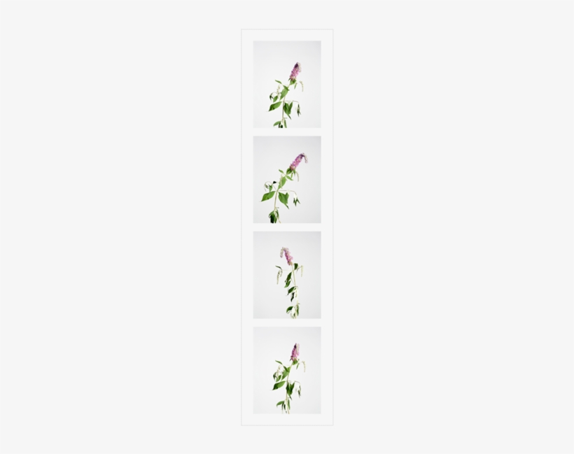 Butterfly Bushes2 - Grape, transparent png download