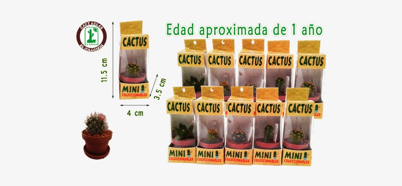 Cactus La Union Cactus La Union - Houseplant, transparent png download