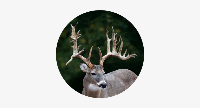 Bambi727 History - Texas, transparent png download