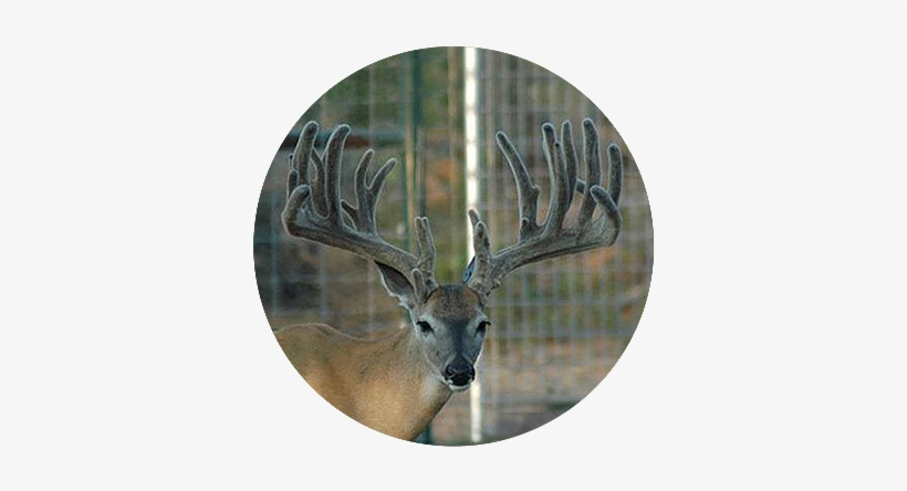 Gladiator - Best, transparent png download