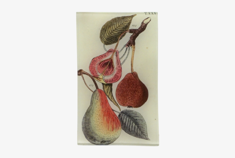 Two And 1/2 Pears - Pink Moccasin Flower, transparent png download