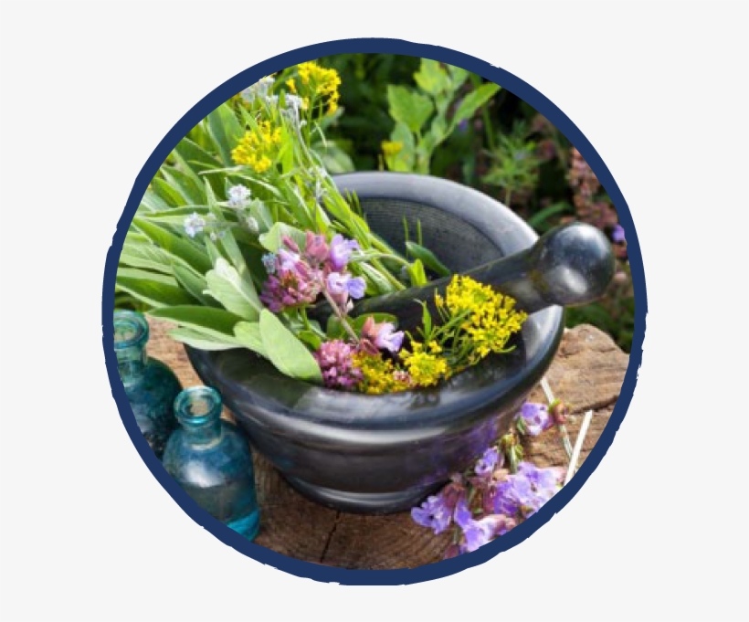 Earth Spirit Circle Png - Medicinal Plants, transparent png download
