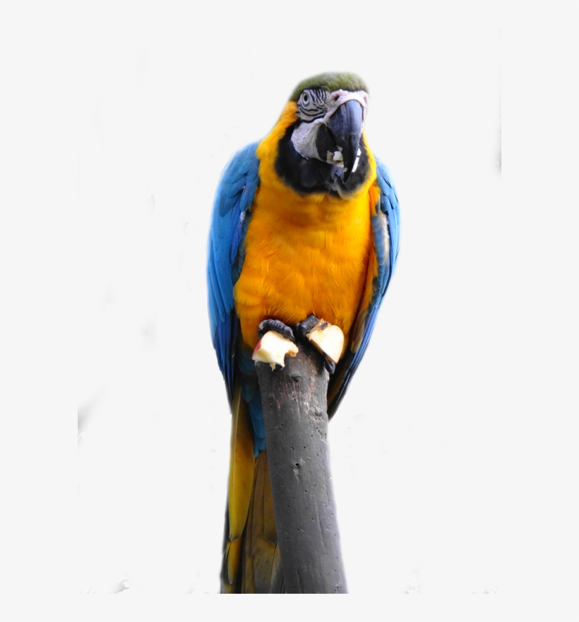 Ara Ararauna Transp - La Senda Verde, transparent png download