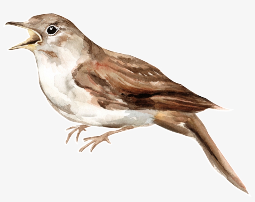 Brown Watercolor Bird Transparent - 欧式 鸟 笼 摄影 作品, transparent png download