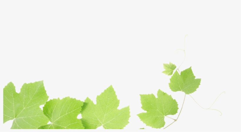 Grapes Leaves - Beat Depression One Step, transparent png download
