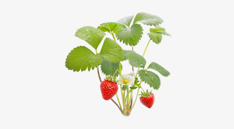 Вот И Все Собирайте Спелые Ягоды - Strawberry Plant Png, transparent png download