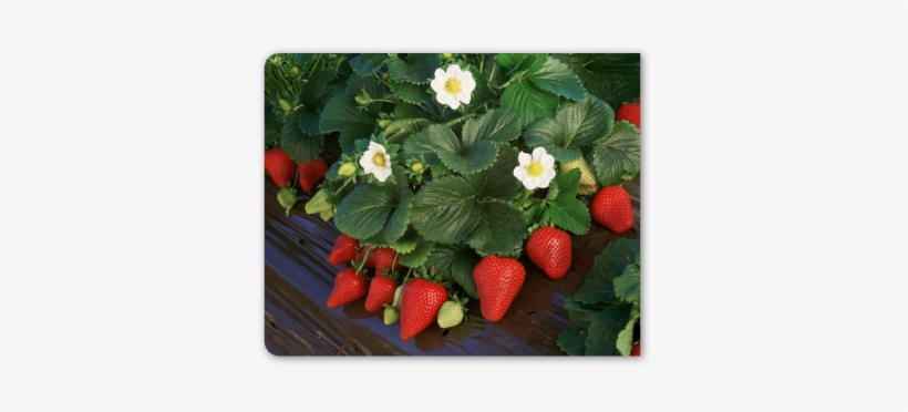 Hand Felted, Wool Jewelry Felted Woman Art Scarf-strawberry, transparent png download