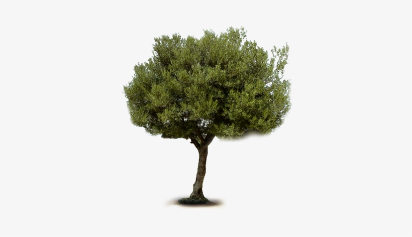About Us - Zeytin Ağacı Png, transparent png download