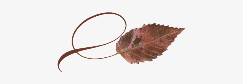Spring Flowers, Autumn Leaves, Grapes Twisty Ironwood - Spring, transparent png download