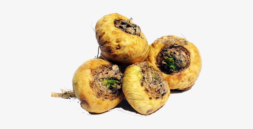Maca Root Description Selenohealth 2017 07 25t04 - Maca Root In Nigeria, transparent png download