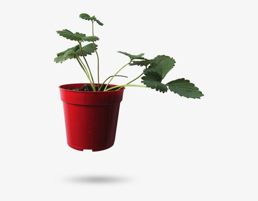 Please Clone And Share With Others - Flowerpot, transparent png download