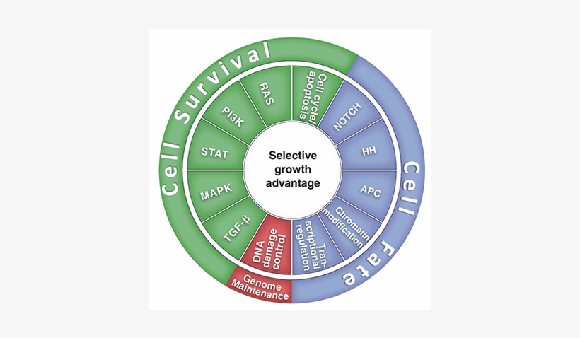 Cancer Cell Signaling Pathways Cancer Pathways - Core Cancer Pathways, transparent png download