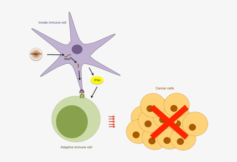 Layal Cancer - Tactics, transparent png download