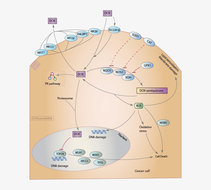 Doxorubicin Pathway , Pharmacodynamics Diagram - Doxorubicin Action, transparent png download