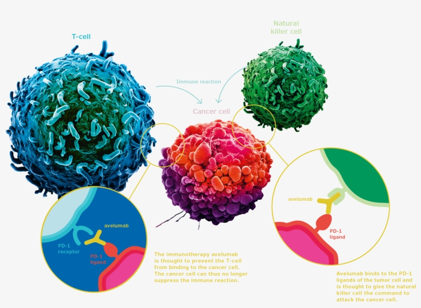 Fda Grants Priority Review To Avelumab - Avelumab, transparent png download
