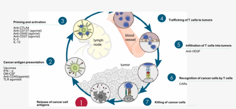 Cancer Immunity Cycle Therapy Targets - Cancer Vaccine Immune Cycle, transparent png download