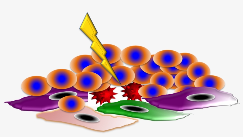 The Possible Strategies And Preclinical As Well As - Graphic Design, transparent png download