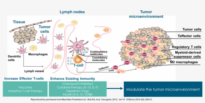 T Cell Activation To Kill Cancer Cells - T Cell, transparent png download
