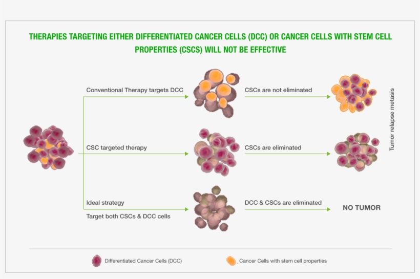 Cancer Stem Cells - Floral Design, transparent png download
