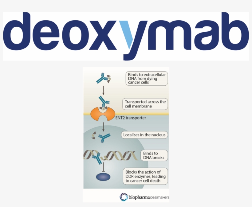 Deoxymab 3e10, transparent png download