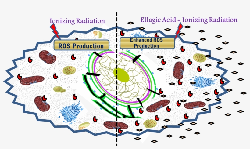 Model Showing Effect Of Ionizing Radiation Alone And - Radiobiological Effects Of Ionizing Radiation, transparent png download