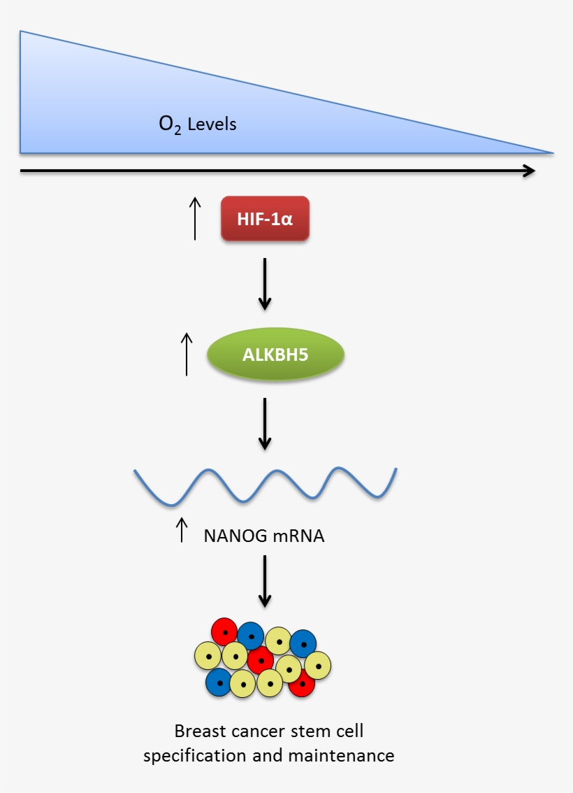 Rna Modification, transparent png download