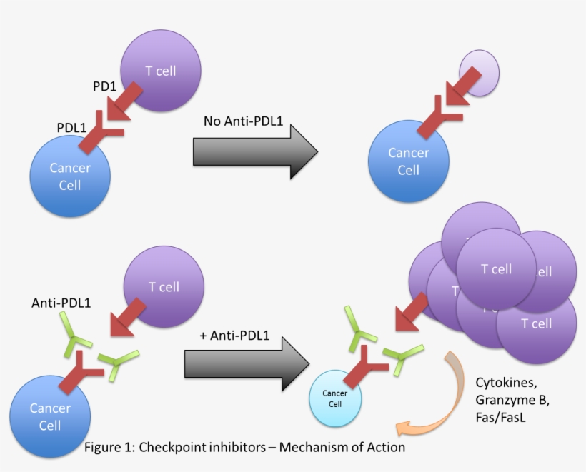 While Most Cancer Immunotherapy Strategies Target The - Immunotherapy, transparent png download
