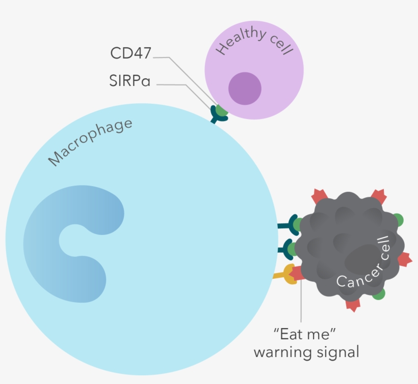 Cancer Cells Abuse A “don't Eat Me” Signal, Called - Cd47, transparent png download