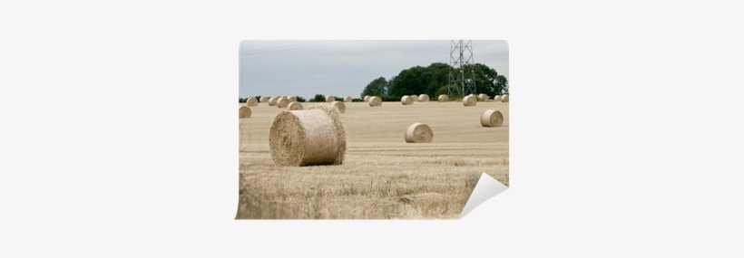 Straw, transparent png download