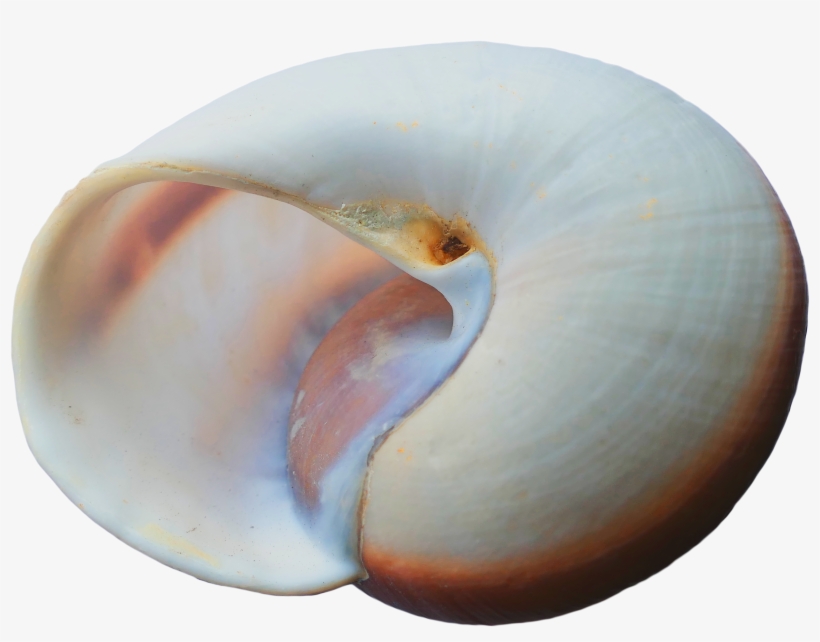 White Seashell In The Form Of A Semicircle - Seashell, transparent png download
