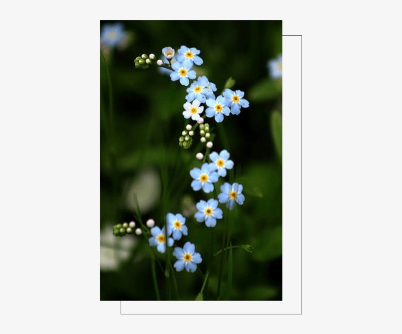 Or If You Are Outside Bangalore, You Can Order Flowers - Forget Me Not Flower Phone, transparent png download