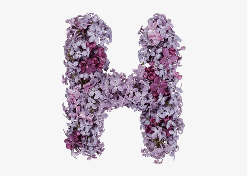 Lilac Font - Font, transparent png download