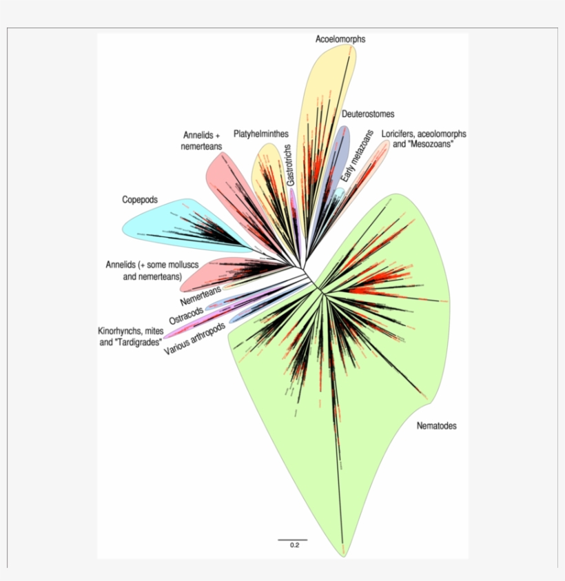 Otus Unassigned Using Blast Are Named In Red - Taxon, transparent png download