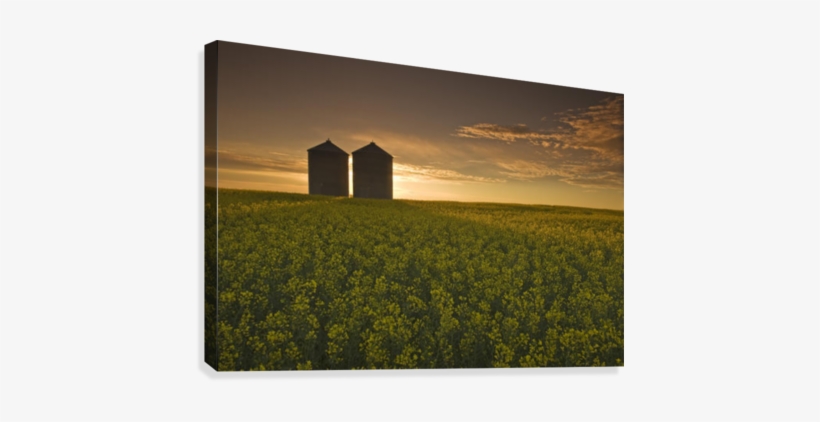 Bloom Stage Canola Field With Grain Bins In The Background, - Posterazzi Bloom Stage Canola Field With Grain Bins, transparent png download