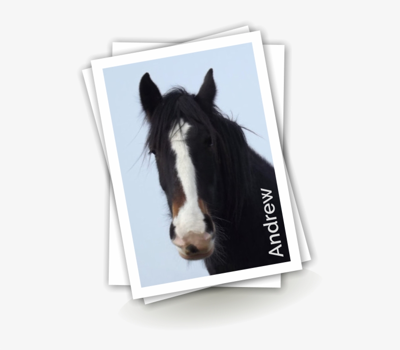 He Used To Attend The Heavy Horse Classes At Local - Venice, transparent png download