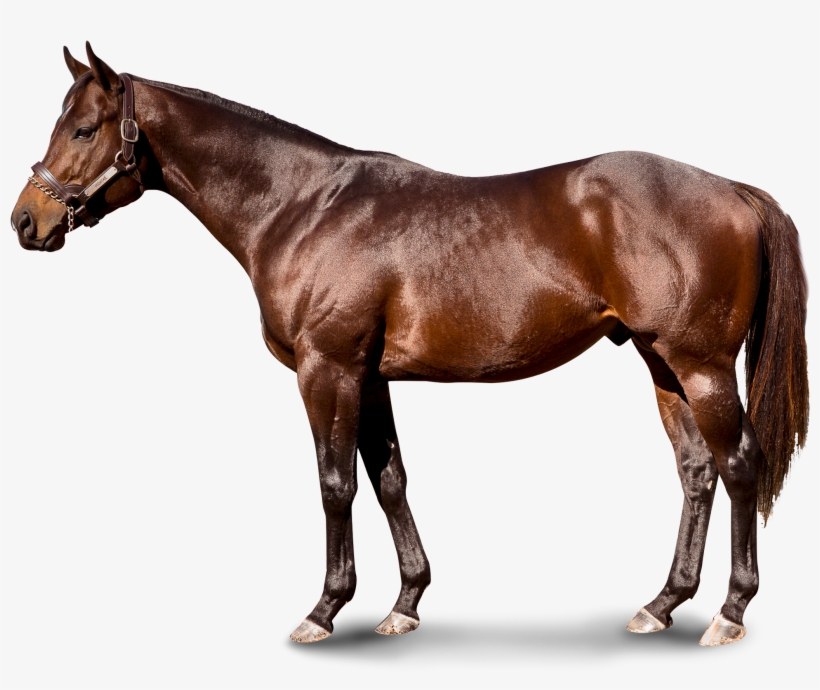 Pioneerof The Nile, transparent png download