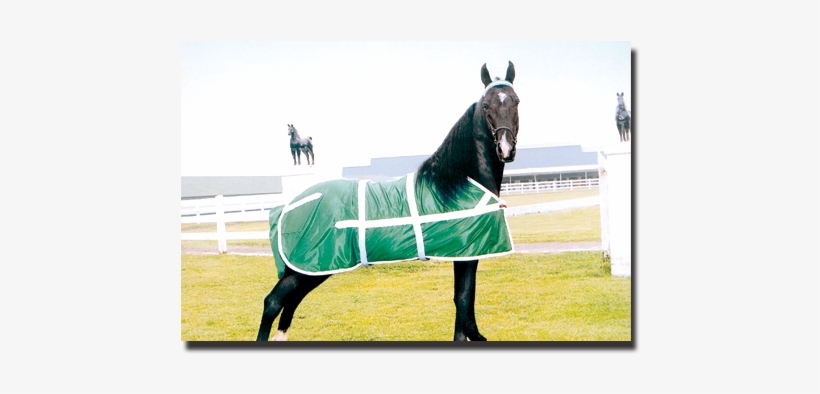 Kelly Green & White Classic Show Sheet And Matching - Stallion, transparent png download