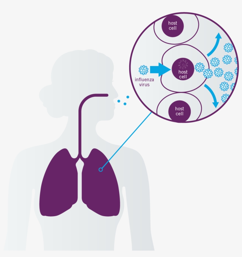 3, transparent png download