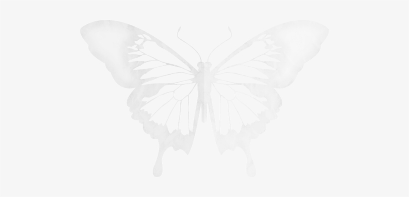 Black-white Butterflies - Aporia Crataegi, transparent png download