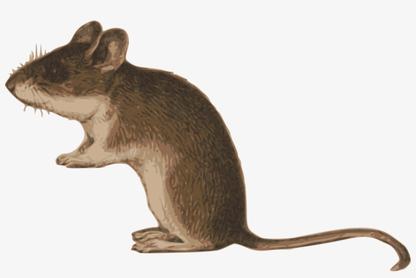 All Photo Png Clipart - Clip Art, transparent png download