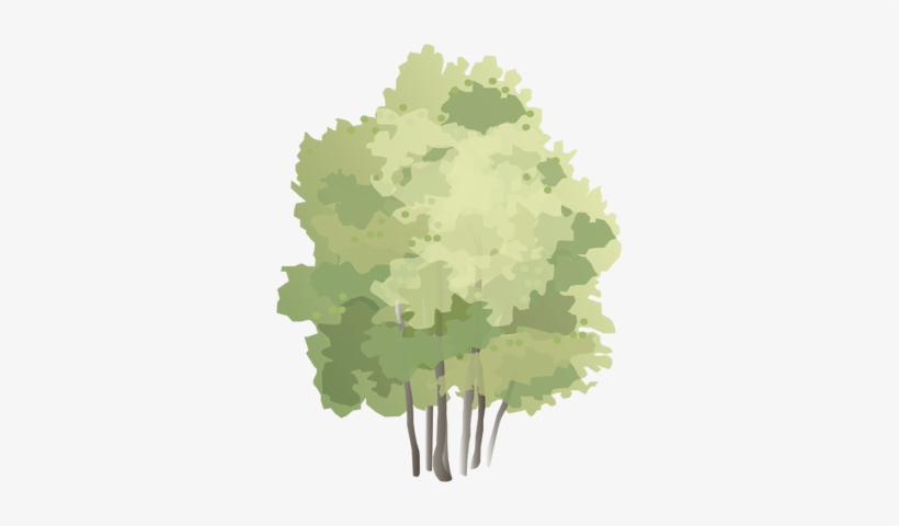 Ian Symbol Populus Tremula - Watercolour Shrub Png, transparent png download