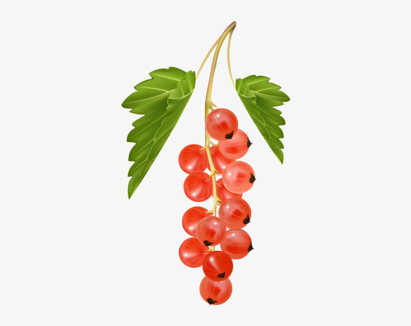 0, - Currant Clipart, transparent png download