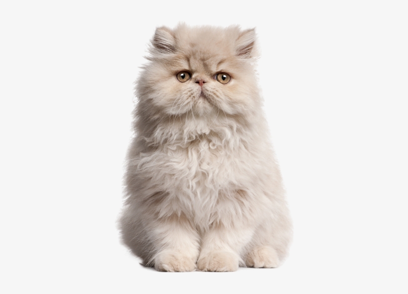 Their Popularity Wasn't Just With The Public Either, - Persian Fluffy Cat, transparent png download