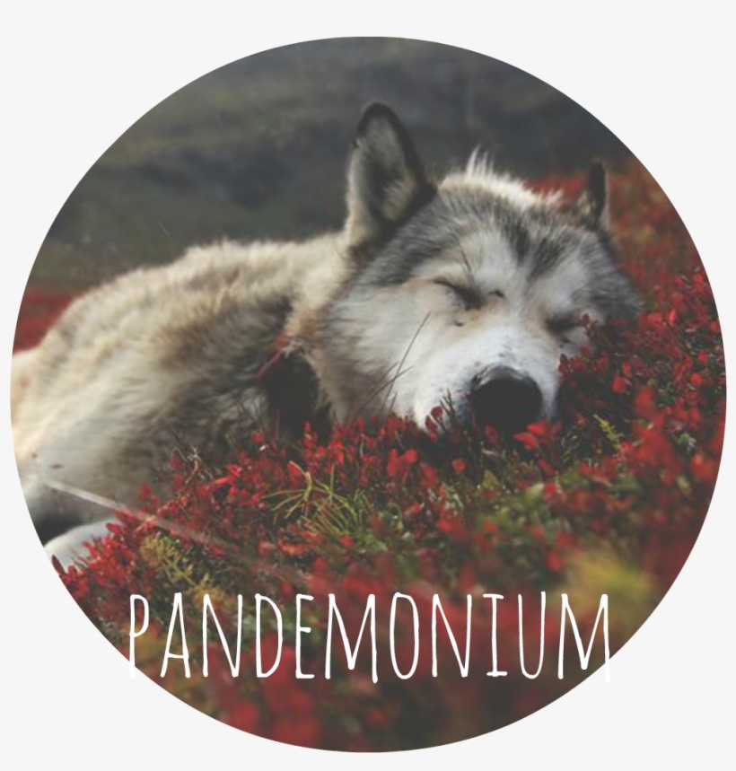 Pandemonium Banner - Quiet Dog Round Wall Clock Cool Home Arabic Numbers, transparent png download