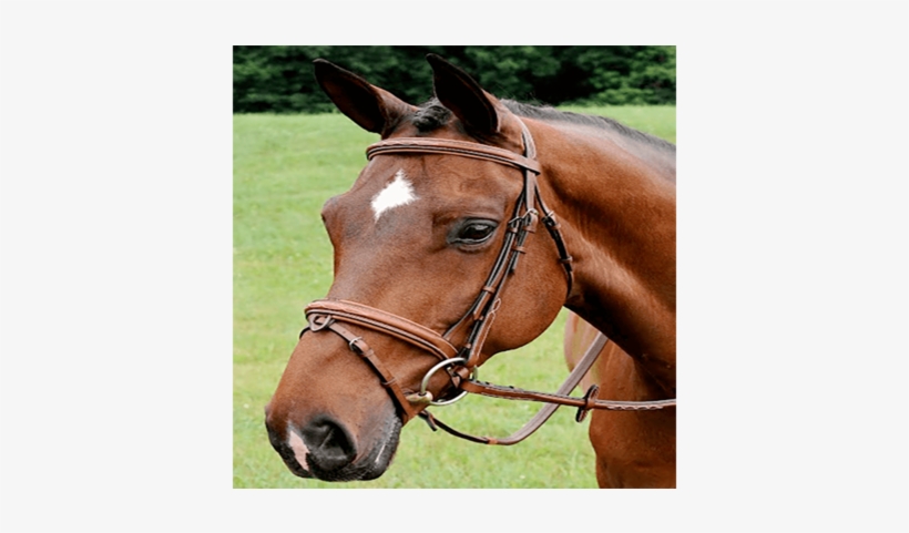 Arc De Triomphe Starman Bridle With Raised Fancy Reins - Bridle, transparent png download