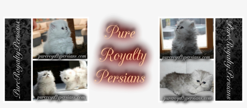 Pure Royalty Persians - British Longhair, transparent png download